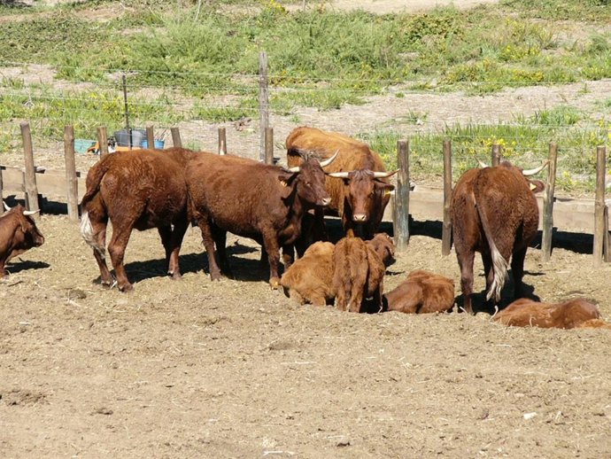 Vacas louras nun cercado ao aire libre nunha granxa de Ourense.