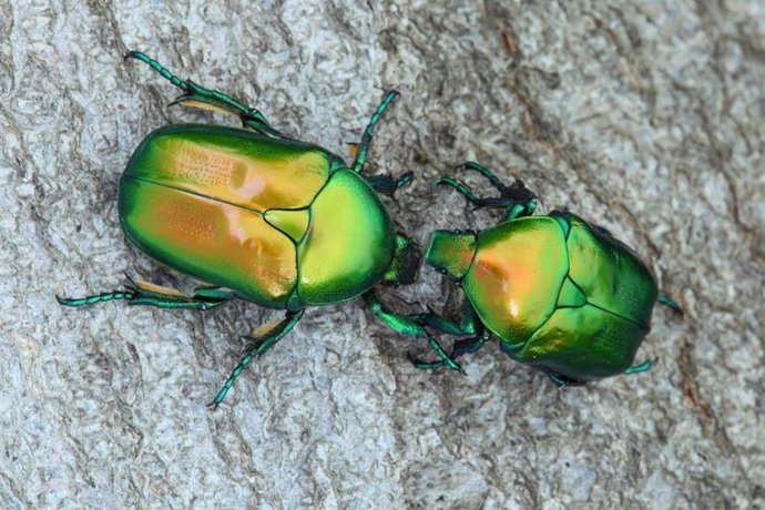 Escarabajos saproxílicos protaetia affinis