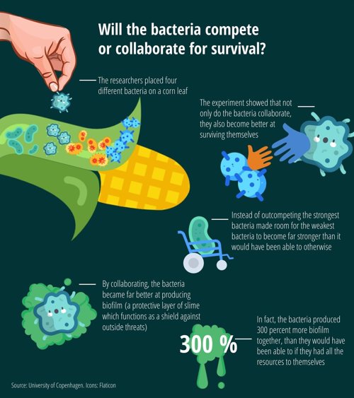 Cooperación bacteriana