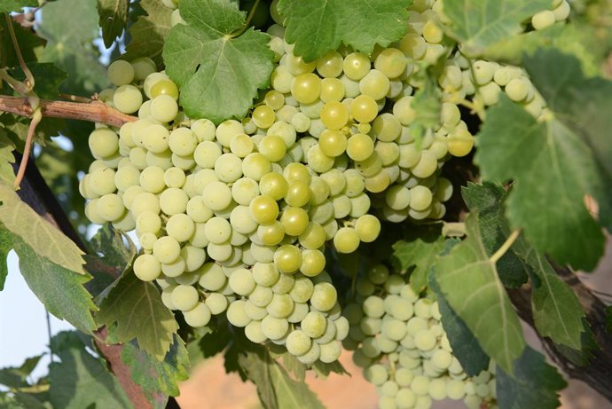 Huelva.- Finaliza la vendimia en el Condado con "una uva muy sana" y superando l