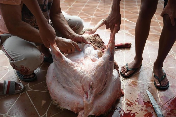 Imagen de recurso de un cordero.