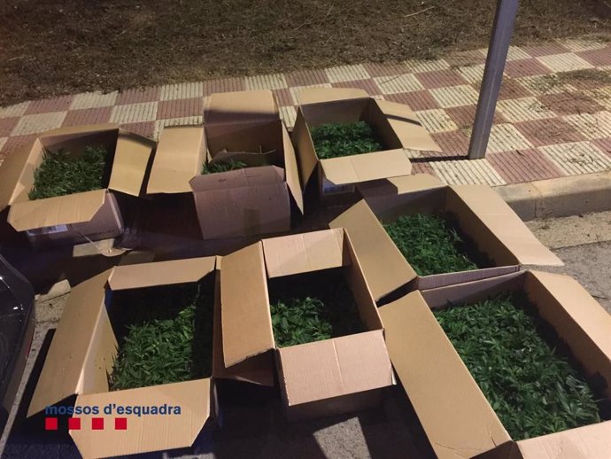 Siete cajas con 1.100 plantas de marihuana incautadas por los Mossos d'Esquadra a dos hombres en Quart (Girona).