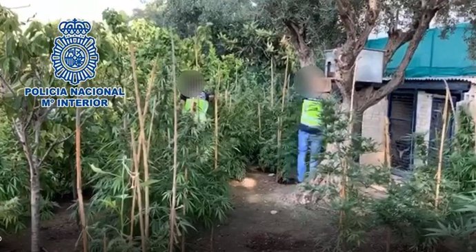 Plantación de marihuana en ALicante