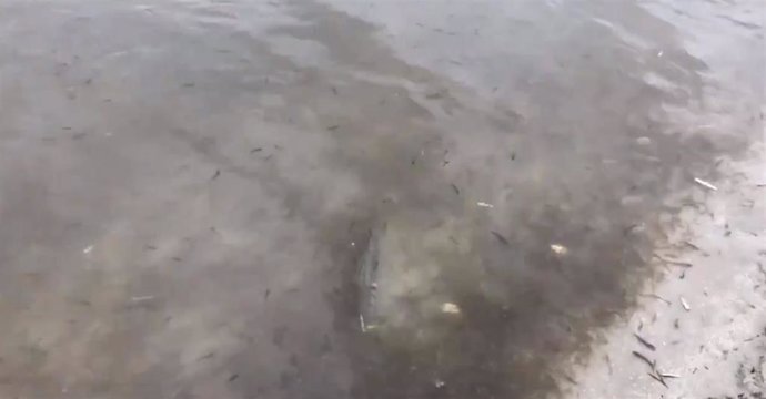 Peces muertos en el Mar Menor