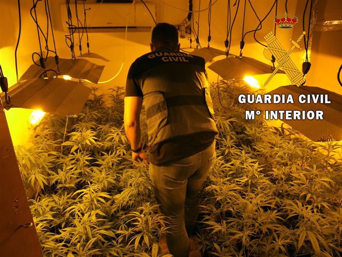 Plantación de marihuana desmantelada en La Mojonera