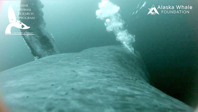 Burbujas crean una red que permiten a las ballenas capturar alimento