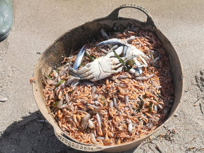 Miles de peces muertos y recogidos en el Mar Menor