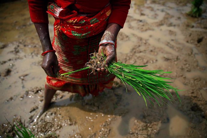 Mujer en una plantación de arroz en Dhading, Nepal