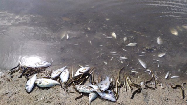 Peces aparecidos muertos en la playa de Villananitos