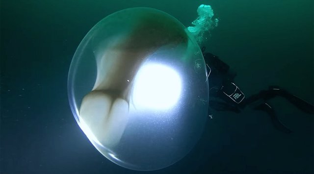 Esta es la explicación a un extraño saco transparente encontrado flotando en las aguas profundas de Noruega