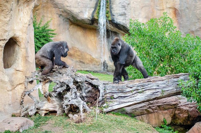 Los gorilas Echo y Buu recibirán la llegada de una joven hembra gorila para completar el grupo reproductor de esta especie gravemente amenazada