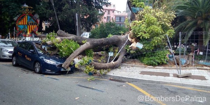 L'arbre Bellasombra va caure parcialment el dijous passat i va causar danys sobre un cotxe aparcat.