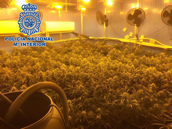Cultivo 'indoor' de cannabis desmantelado en Sanlúcar de Barrameda