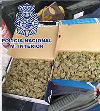 Sucesos.- Policía y Guardia Civil despliegan una operación en El Palmar contra los cultivos de marihuana