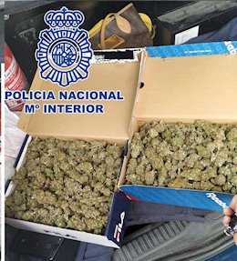 Marihuana intervenida en El Puerto