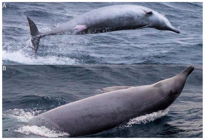 Primer avistamiento de una rara especie de ballena 