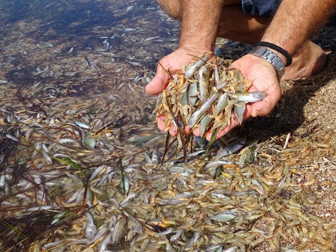 PECES MUERTOS EN EL MAR MENOR
