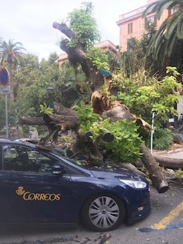 Arbre bellasombra a la plaa de la Reina.