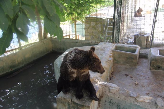 Granada.- Los cinco osos de Peña Escrita serán acogidos en un Santuario de Osos de Hungría