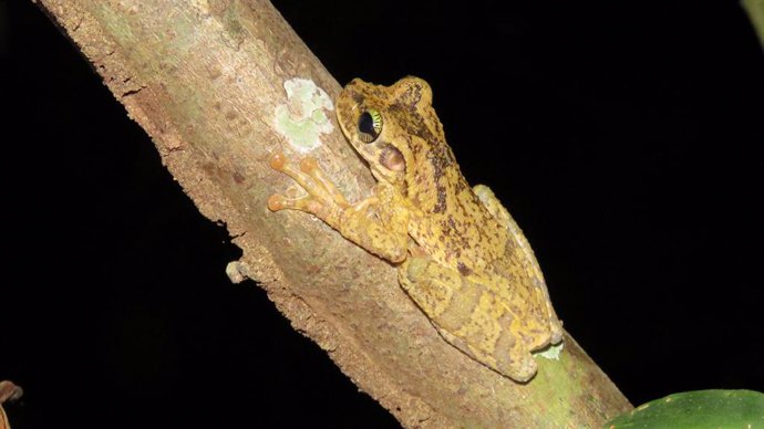 AMUS forma parte de un proyecto de cooperación internacional en la selva amazóni