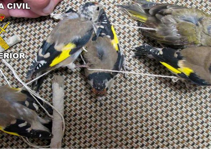 Jolgueros utilizados como señuelo dela red invisible