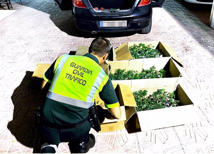 Agente Guardia Civil con las plantaciones de marihuana intervenidas en un vehículo en la A-7