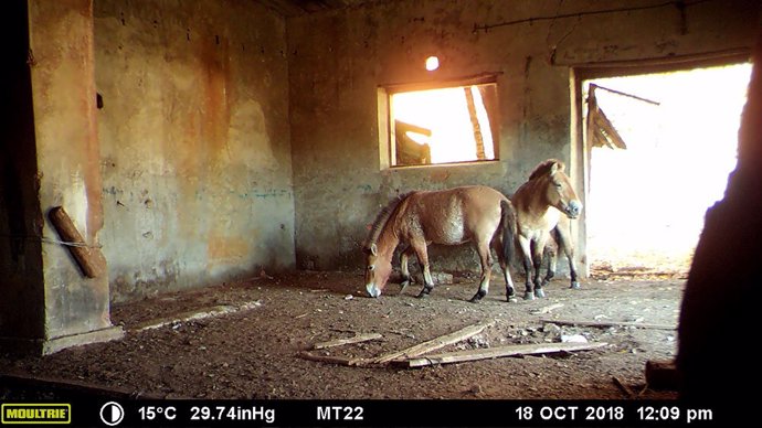 Chernobyl se convierte en santuario para una rara especie de caballo  