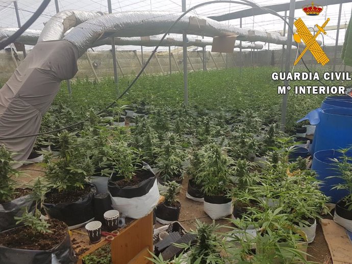 Plantación de marihuana localizada en un invernadero de El Ejido (Almería)