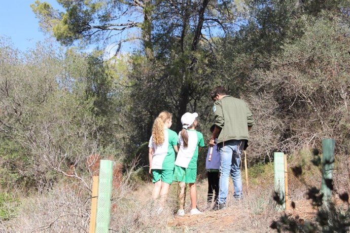 Un total de 80 alumnos han participado en el programa de reforestación del bosque de Bellver en Palma de Mallorca.