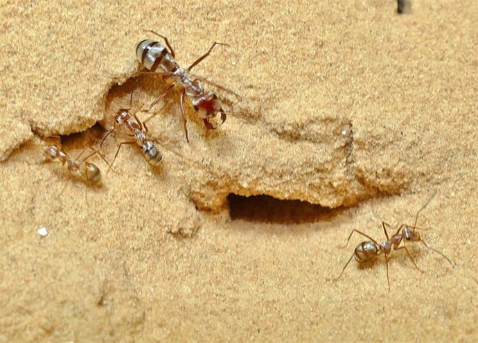 Obreras de la hormiga plateada sahariana