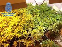 Policía Nacional interviene 2.844 plantas de marihuana en Almería y detiene a cinco personas