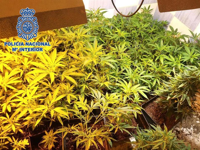 Plantas decomisadas en El Puche