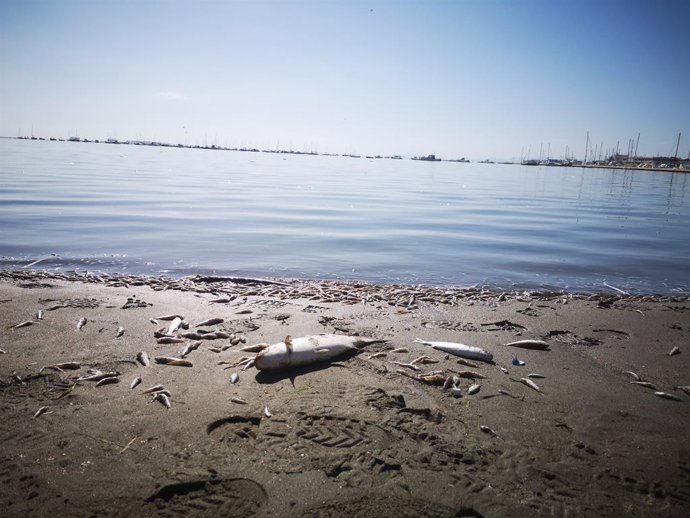 ONGs ambientales exigen al Gobierno 8 medidas "eficaces" para salvar el Mar Meno