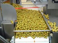 Los aranceles de Estados Unidos suponen la caída del 50% en ventas de aceituna negra y pérdidas de 60 millones