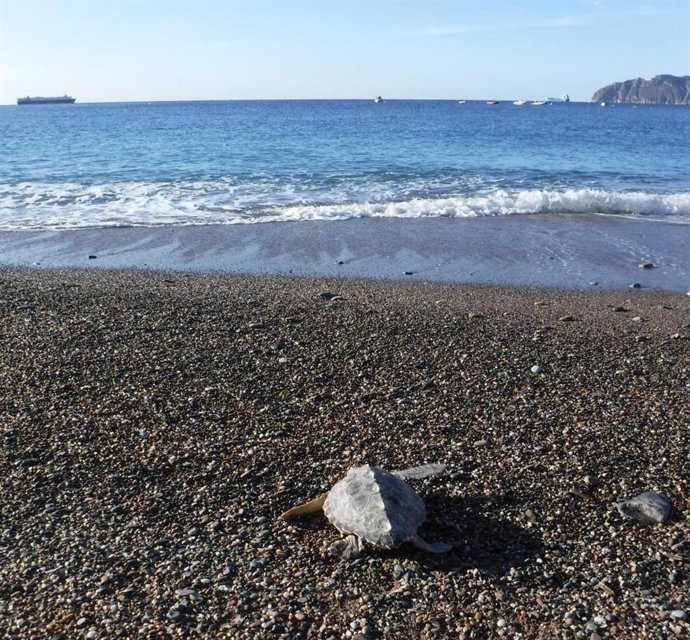 Medio Ambiente libera una tortuga boba tras ser atendida en el Centro de Recuper