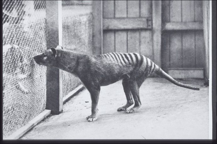 Postal del tigre de Tasmania. Hobart Zoo c. 1928 (G.P. Whitley Papers Australian Museum Archives) AMS139/4/20/1