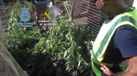 Veintidós detenidos en una operación de Policía y Guardia Civil contra los cultivos de marihuana en El Palmar (Sevilla)