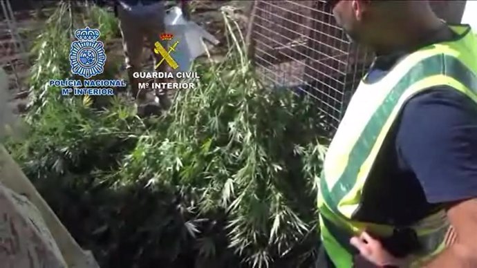 Marihuana intervenidad en una operación conjunta de la Guardia Civil y Policía Nacional en la localidad de El Palmar de Troya