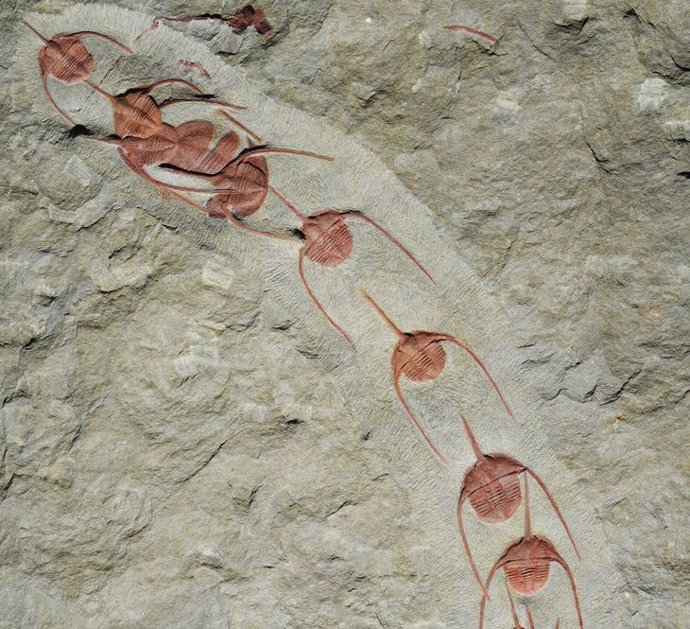 Artrópodos de 480 millones de años se movían en filia india