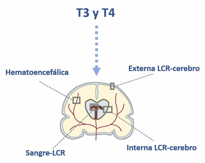 Barreras cerebrales por las que pueden acceder las hormonas tiroideas T3 y T4 al cerebro fetal.