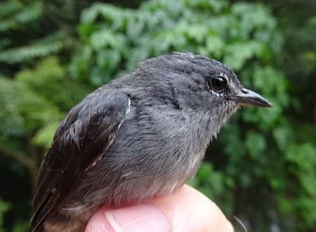 Nueva especie de ave en Borneo