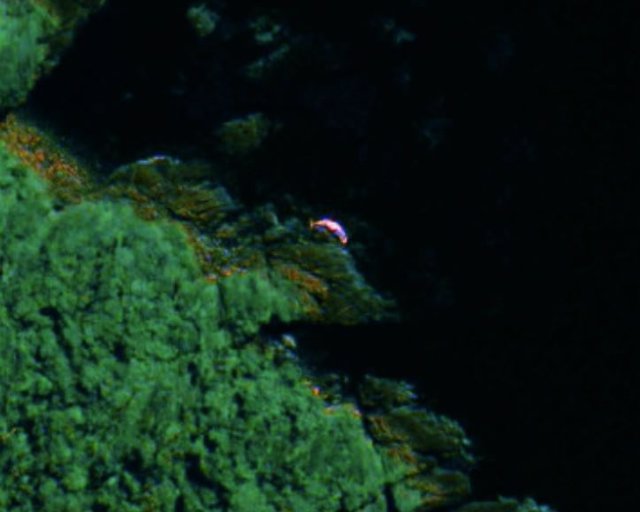Imagen desde el espacio de una ballena varada