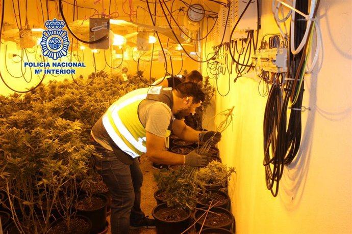 Policía Nacional desmantela varios puntos de cultivo de marihuana en Murcia