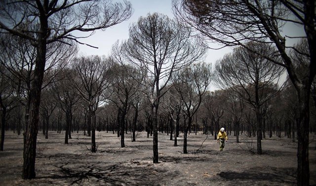 Fotografía de Paco Puentes sobre el incendio que afectó al entorno de Doñana, publicada por El País, y que resultó premiada en la XXXIII edición de los Premios Andalucía de Periodismo.