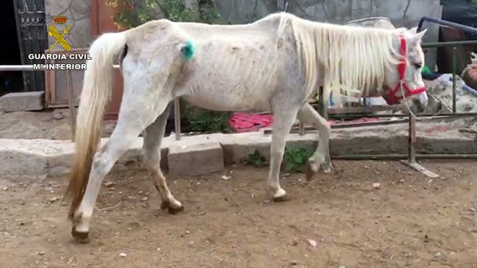 Uno de los caballos abandonados