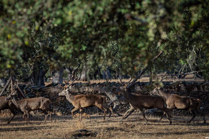 Una manada de ciervos corren al final de la época de la berrea, un ritual reproductivo de estos animales que indica el inicio de la temporada de la caza mayor. Los animales se encuentran en la Finca Azagala, propiedad de la familia Alonso Álvarez, Marqu