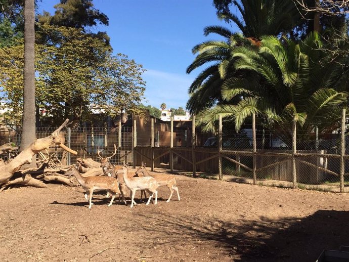 Gamos en el zoo de Ayamonte (Huelva)