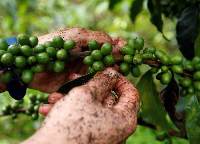 Un trabajador recoge frutos de una planta de café en Pueblorrico, Colombia.