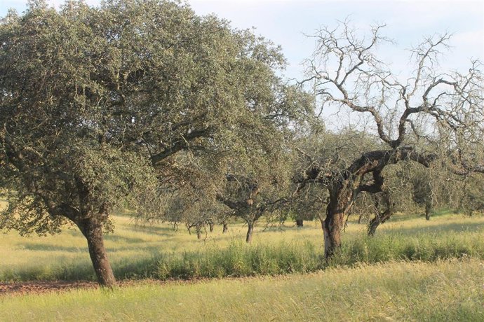 El Equipo de Diagnóstico de la Seca abordará de mantera integral la sanidad del arbolado de dehesas y alcornocales