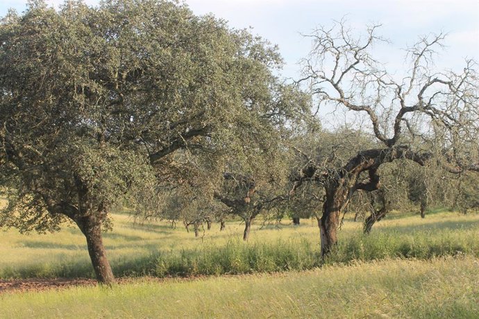 El Equipo de Diagnóstico de la Seca aborda de manera integral la sanidad vegetal